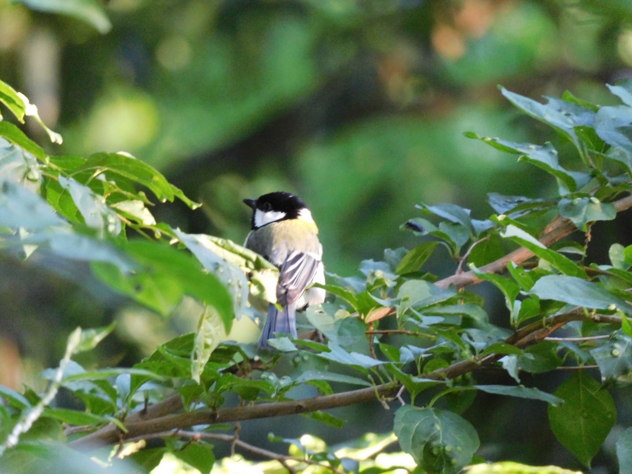 Photo of Japanese Tit at Higashitakane Forest park by 杜鵑