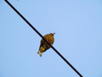 Grey-capped Greenfinch 川崎市 Sat, 6/17/2023