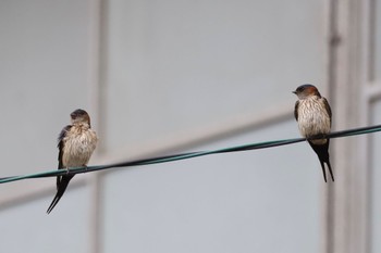 Red-rumped Swallow 中河原 Mon, 6/19/2023