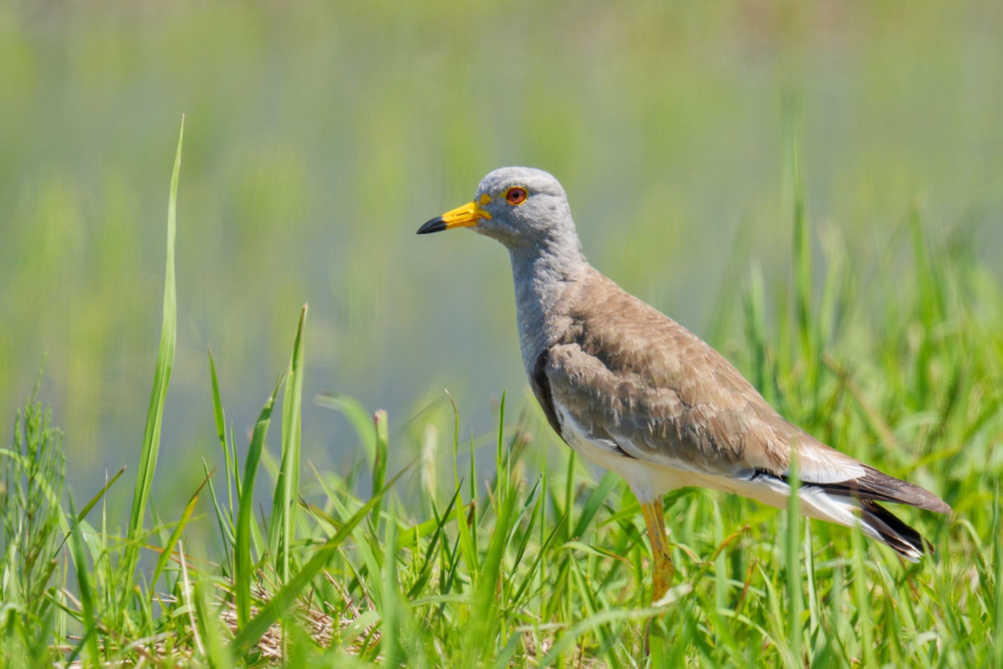 Grey-headed Lapwing