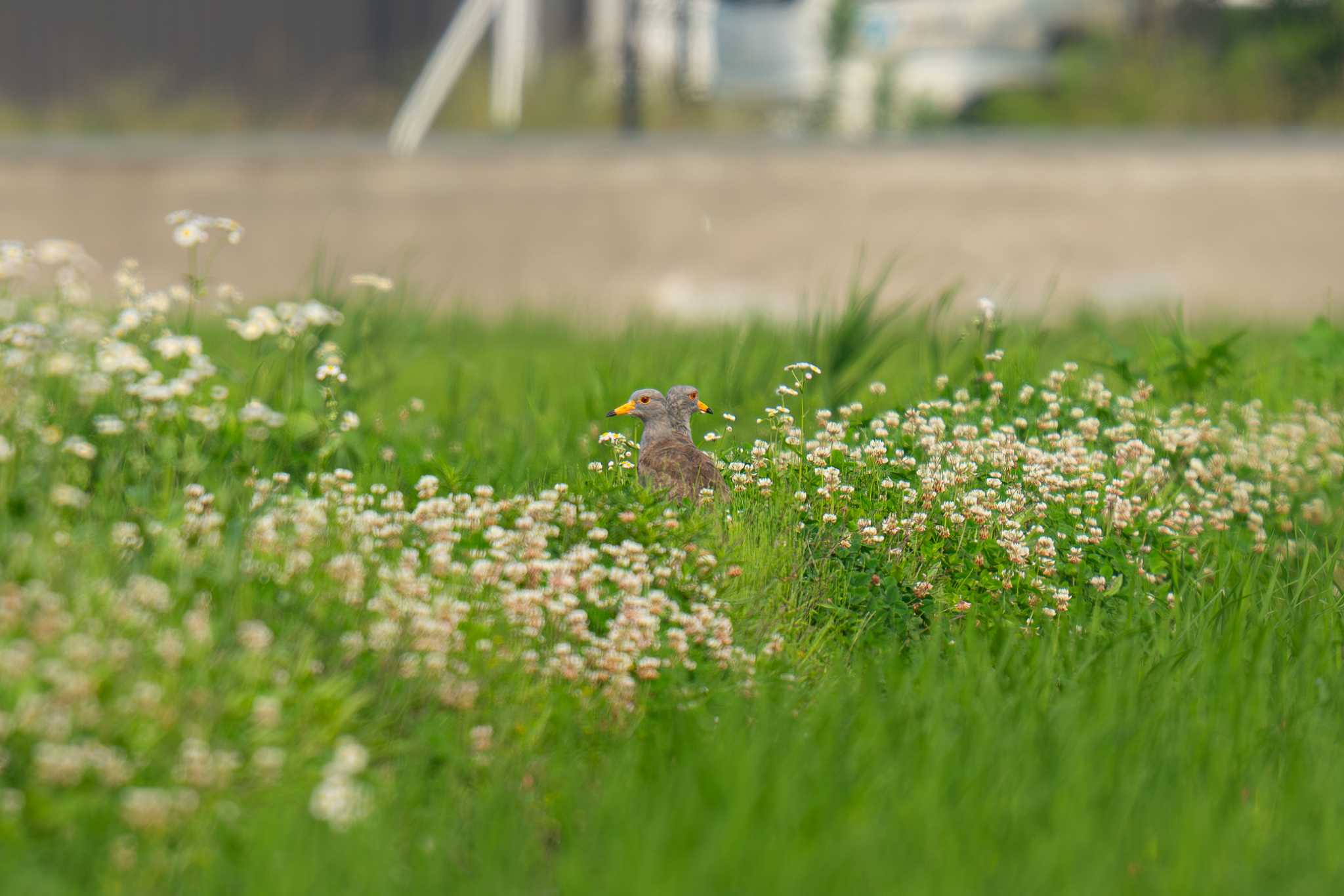 Photo of Grey-headed Lapwing at 浮島ヶ原自然公園 by Tosh@Bird