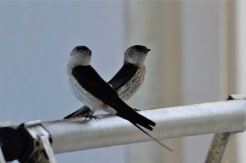 Red-rumped Swallow 愛媛県今治市 Fri, 6/16/2023