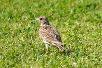 Fri, 6/16/2023 Birding report at 愛媛県今治市