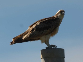 Osprey Yoron Island Sun, 7/8/2018