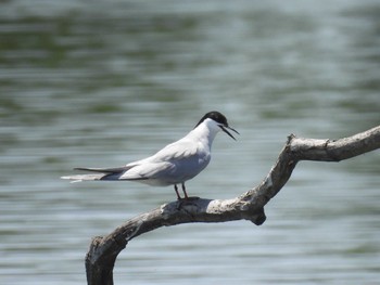 Common Tern Isanuma Sat, 6/17/2023