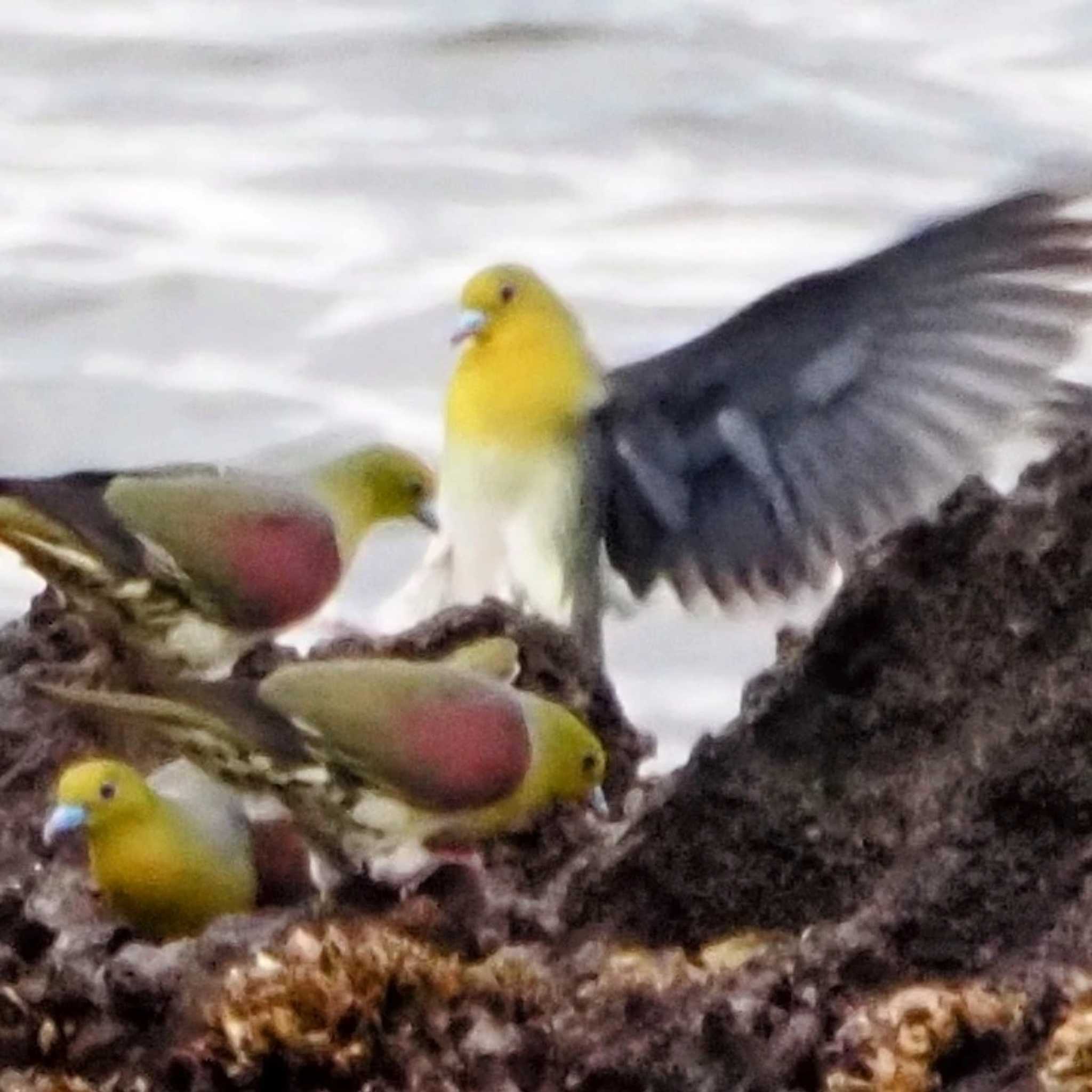 大磯照ヶ崎海岸 アオバトの写真 by 鳥を求めてどこまでも〜💓