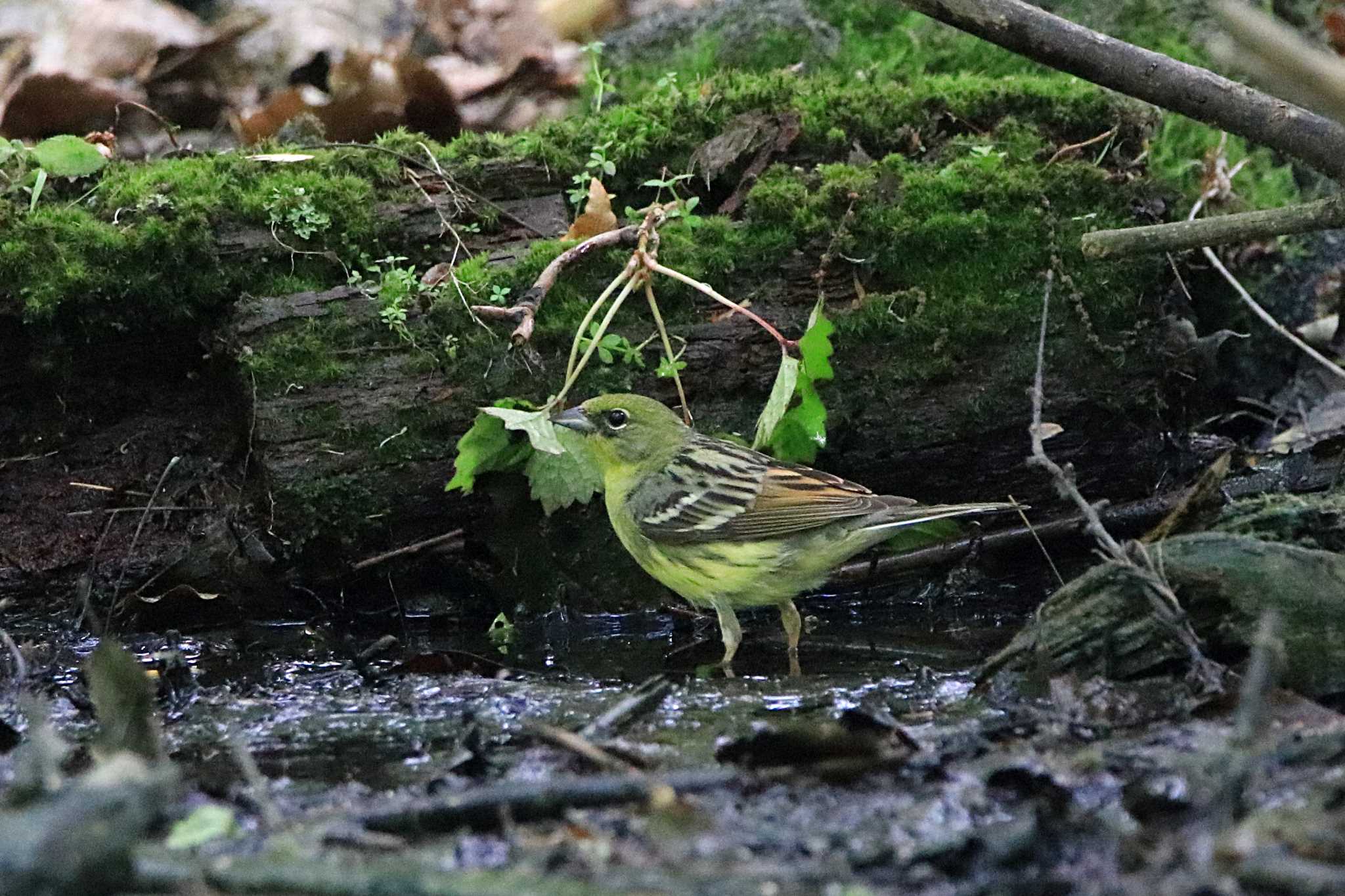 Photo of Yellow Bunting at Lake Kawaguchiko Field Center by とみやん