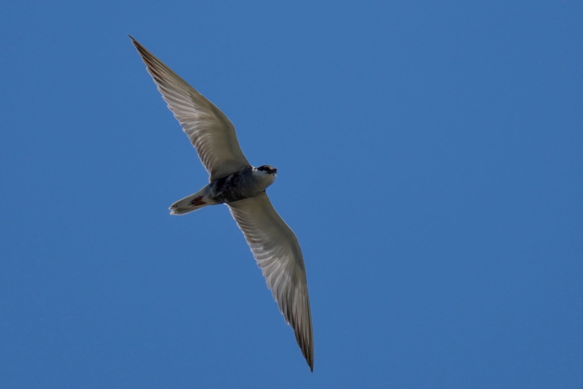 Whiskered Tern