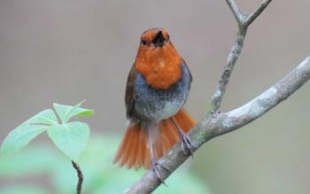 Japanese Robin 山梨県 Thu, 5/18/2023