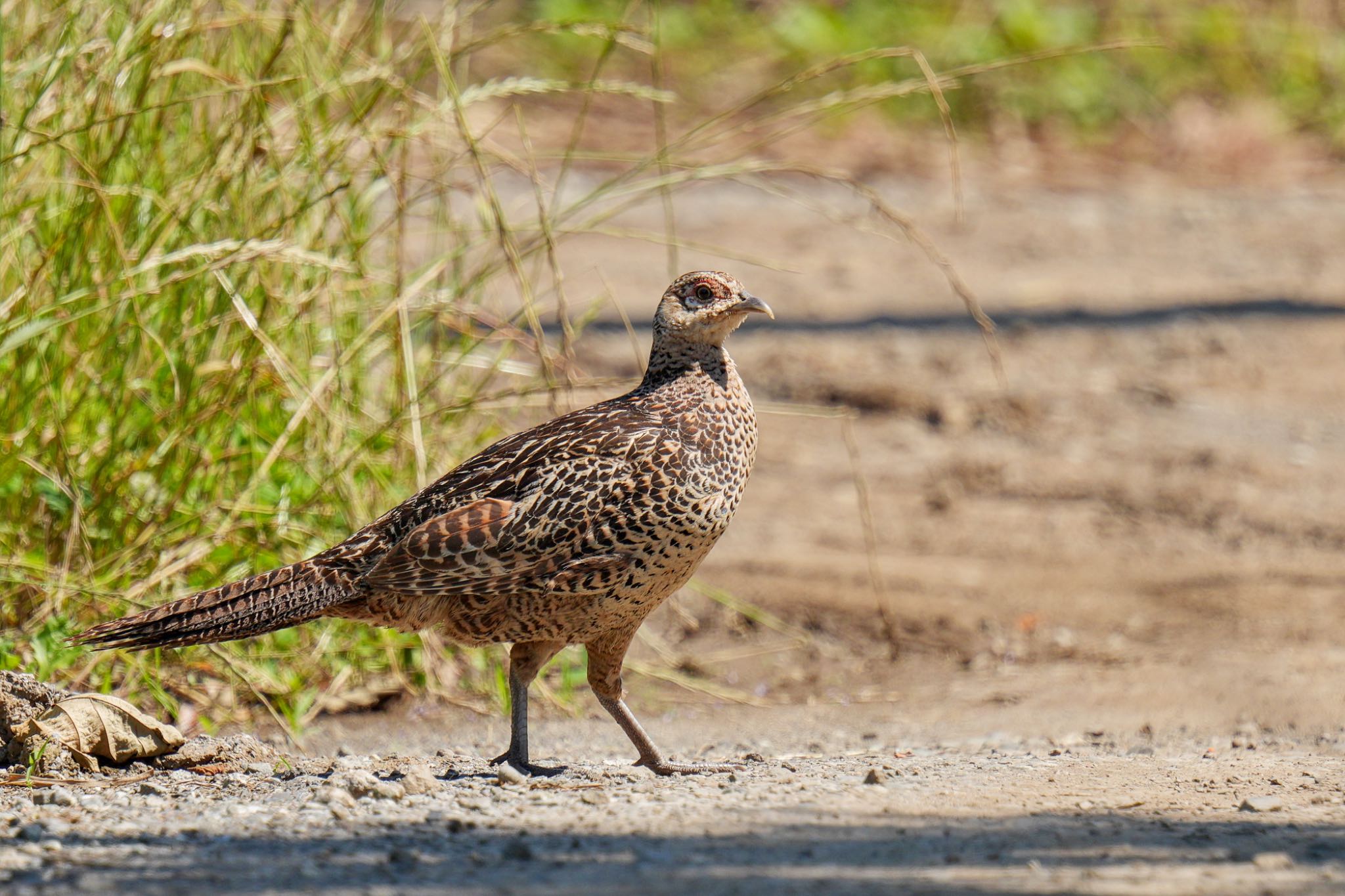 Green Pheasant