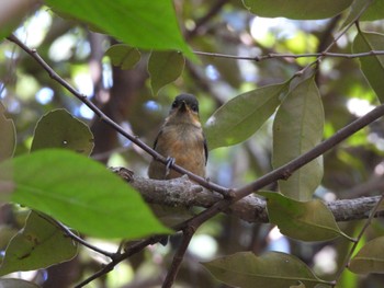 2023年6月16日(金) 三宅島の野鳥観察記録