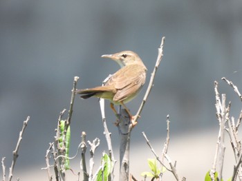 Styan's Grasshopper Warbler Miyakejima Island Sat, 6/17/2023