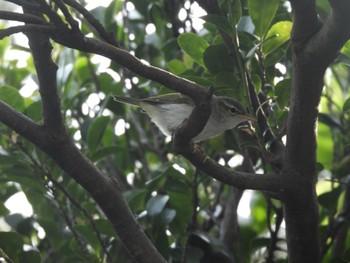 Ijima's Leaf Warbler Miyakejima Island Sun, 6/18/2023