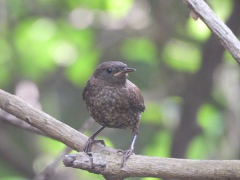 Eurasian Wren(mosukei) Miyakejima Island Sun, 6/18/2023