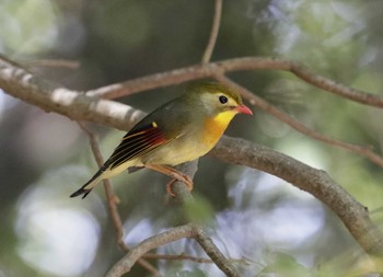 ソウシチョウ 和歌山市 2023年6月19日(月)