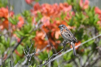 Chestnut-eared Bunting Kirigamine Highland Mon, 6/19/2023