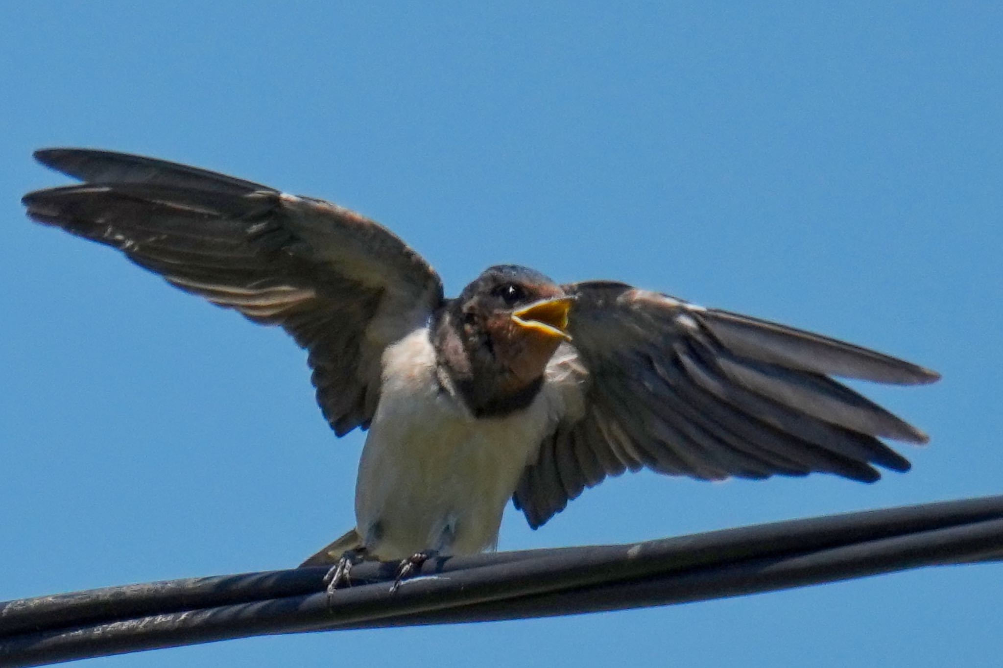 Barn Swallow