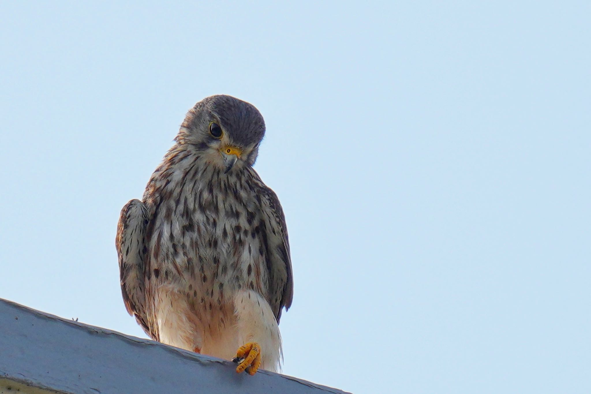 Common Kestrel