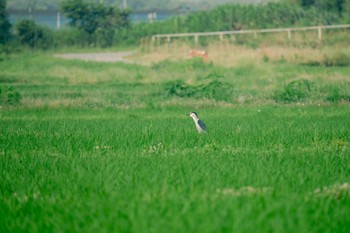 Black-crowned Night Heron 浮島ヶ原自然公園 Mon, 6/19/2023