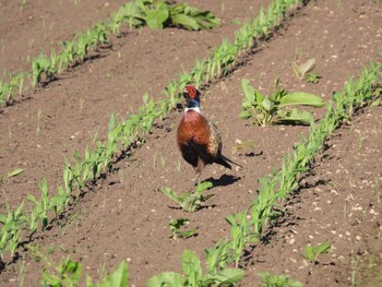 Common Pheasant 北海道　函館市 Sun, 6/18/2023