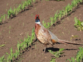 Common Pheasant 北海道　函館市 Sun, 6/18/2023