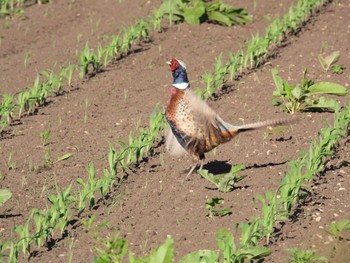 Common Pheasant 北海道　函館市 Sun, 6/18/2023