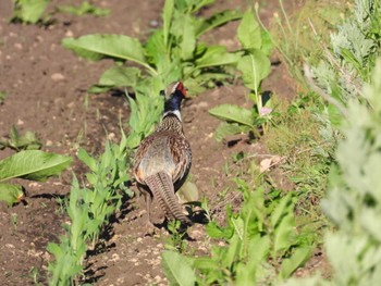 Common Pheasant 北海道　函館市 Sun, 6/18/2023