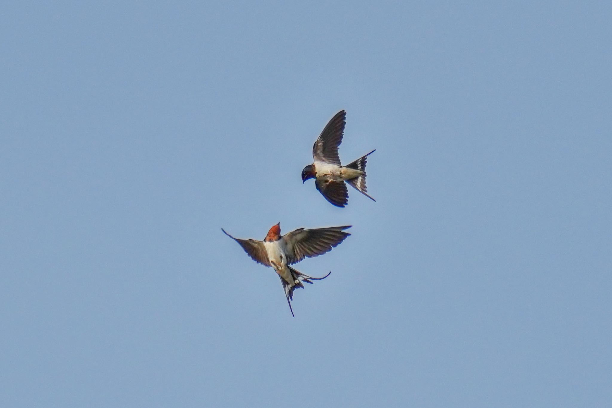 Barn Swallow