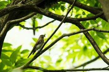 キビタキ 場所が不明 2018年7月1日(日)