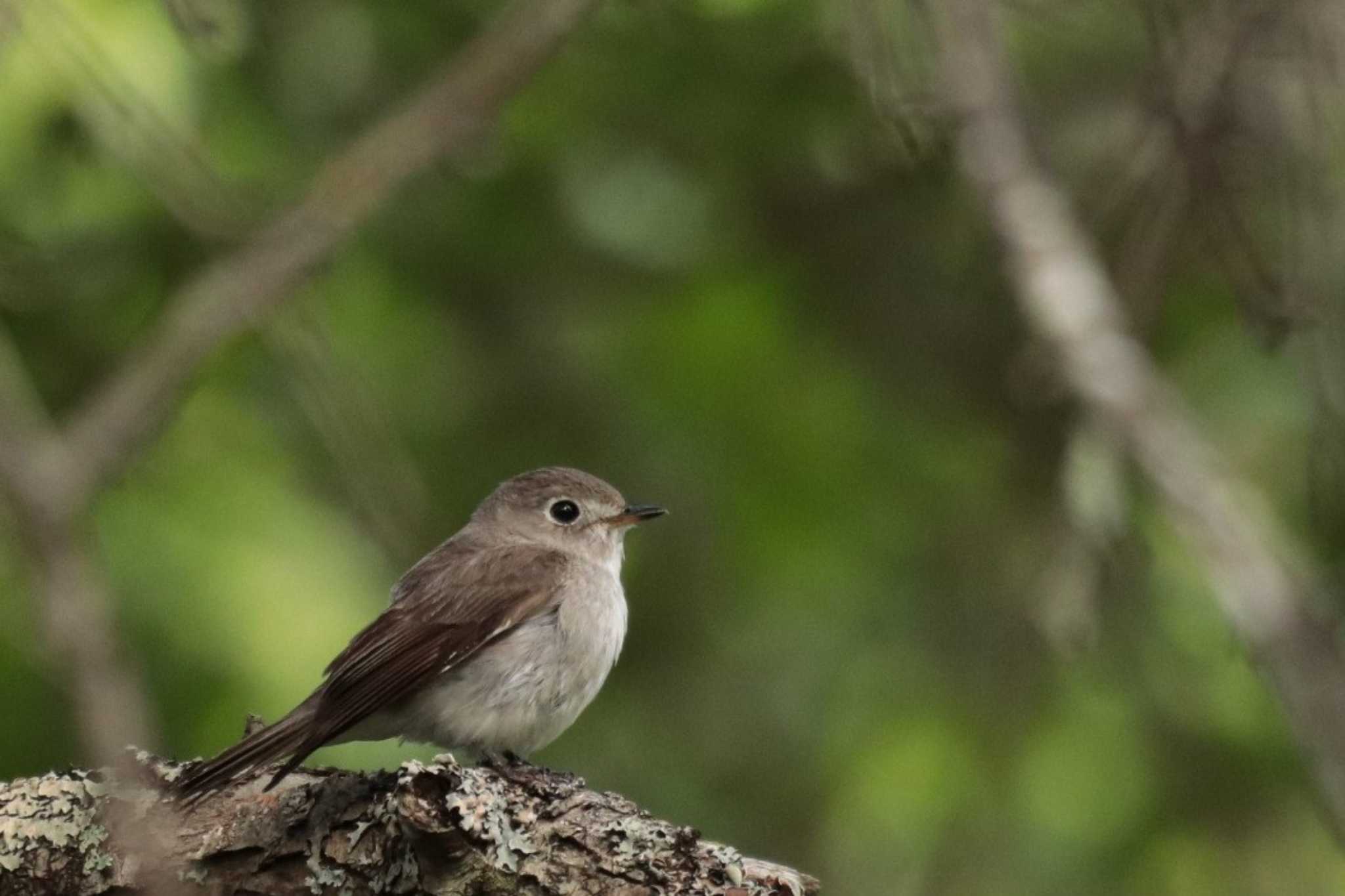 Asian Brown Flycatcher