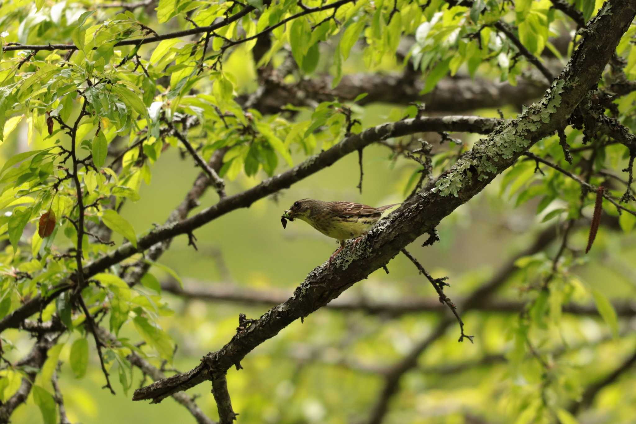 Masked Bunting