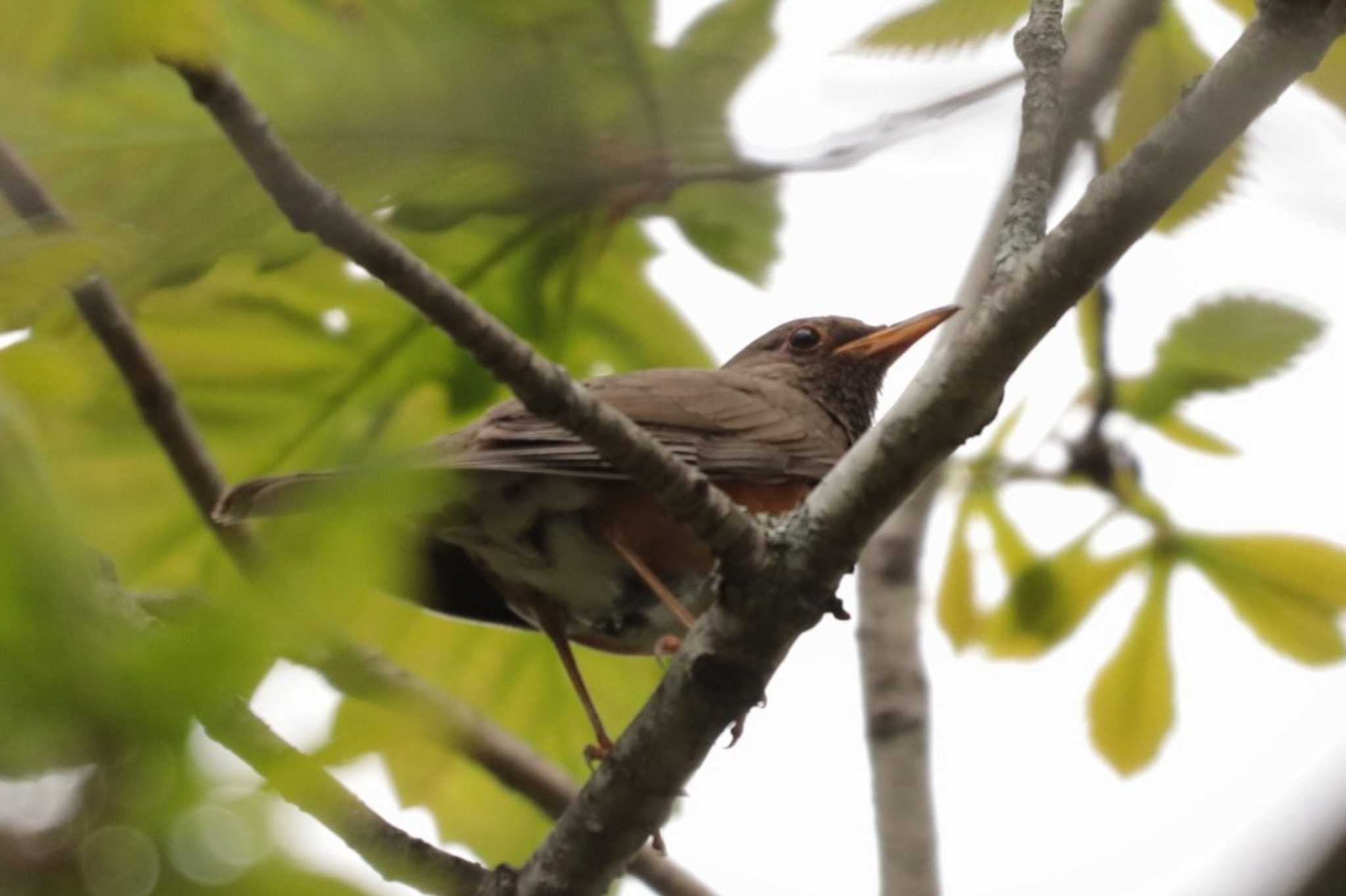 Brown-headed Thrush