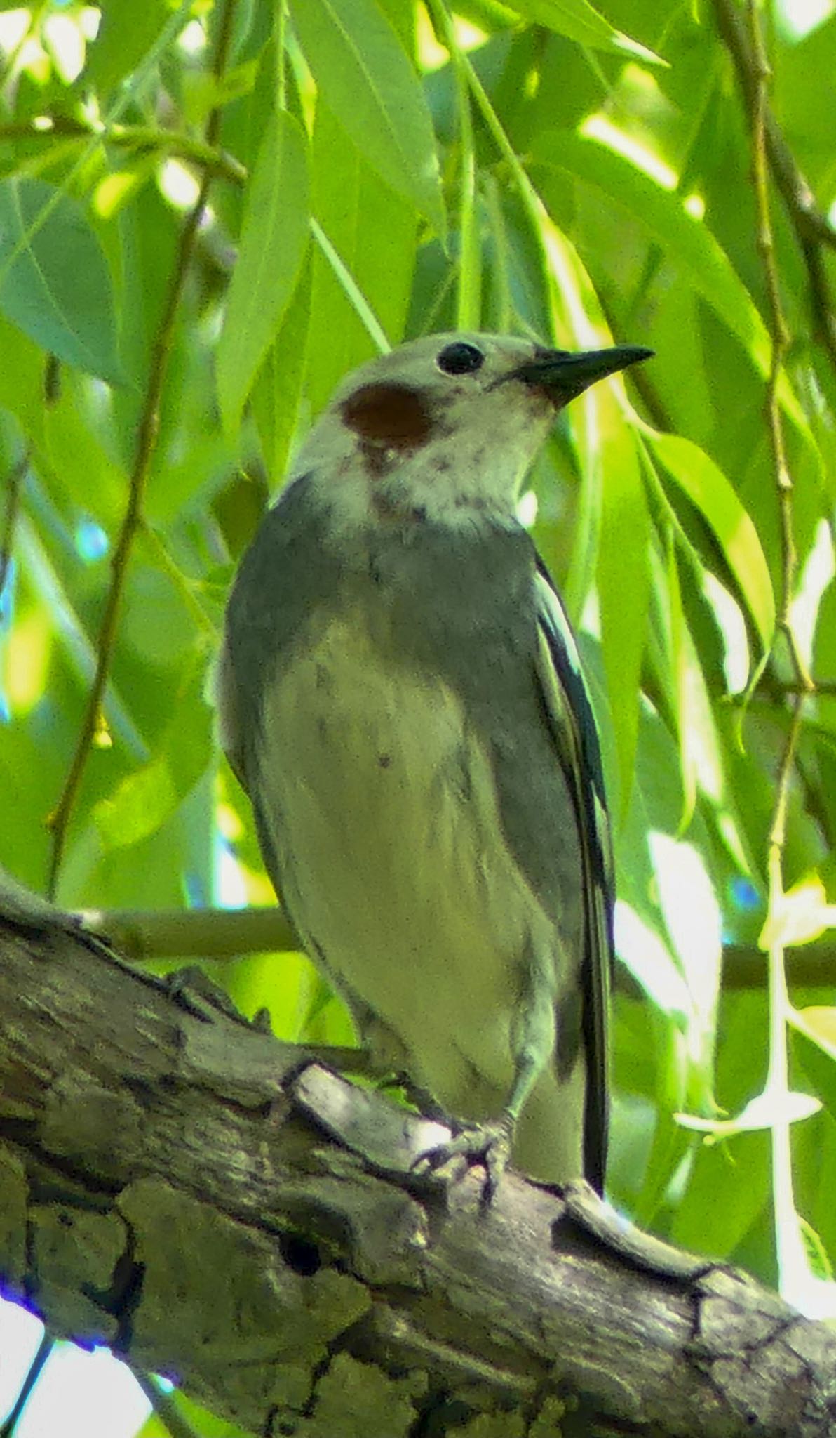 中島公園 コムクドリの写真