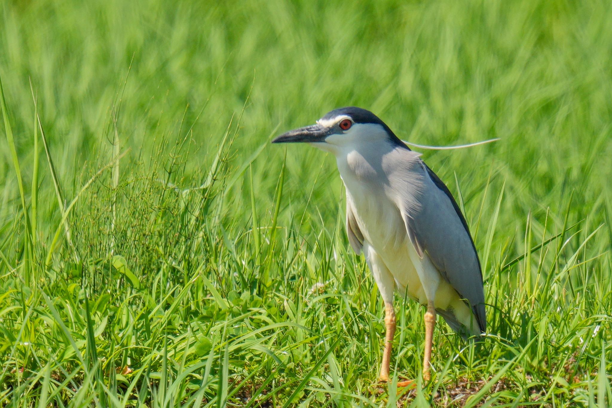 Photo of Black-crowned Night Heron at 浮島ヶ原自然公園 by アポちん