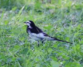 Tue, 6/20/2023 Birding report at 大仙公園