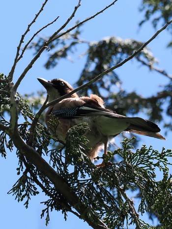 Eurasian Jay Ozegahara Tue, 6/20/2023