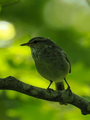 Eastern Crowned Warbler Ozegahara Tue, 6/20/2023