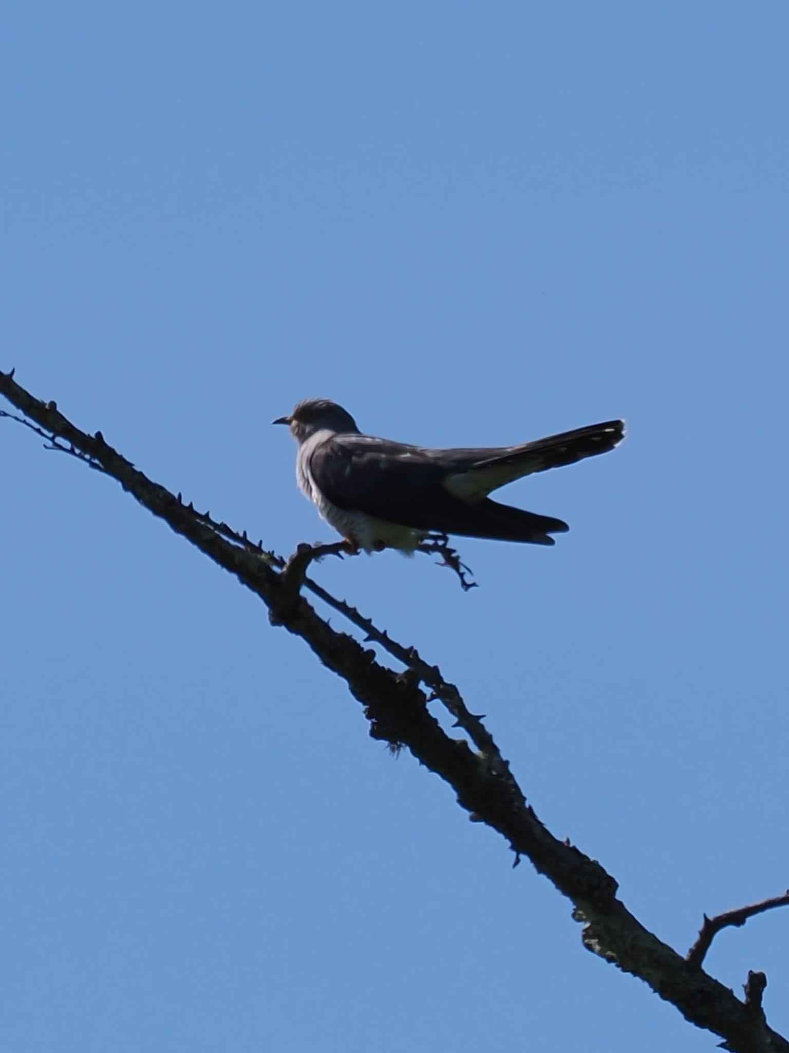 Photo of Common Cuckoo at Ozegahara by daffy@お散歩探鳥＆遠征探鳥♪