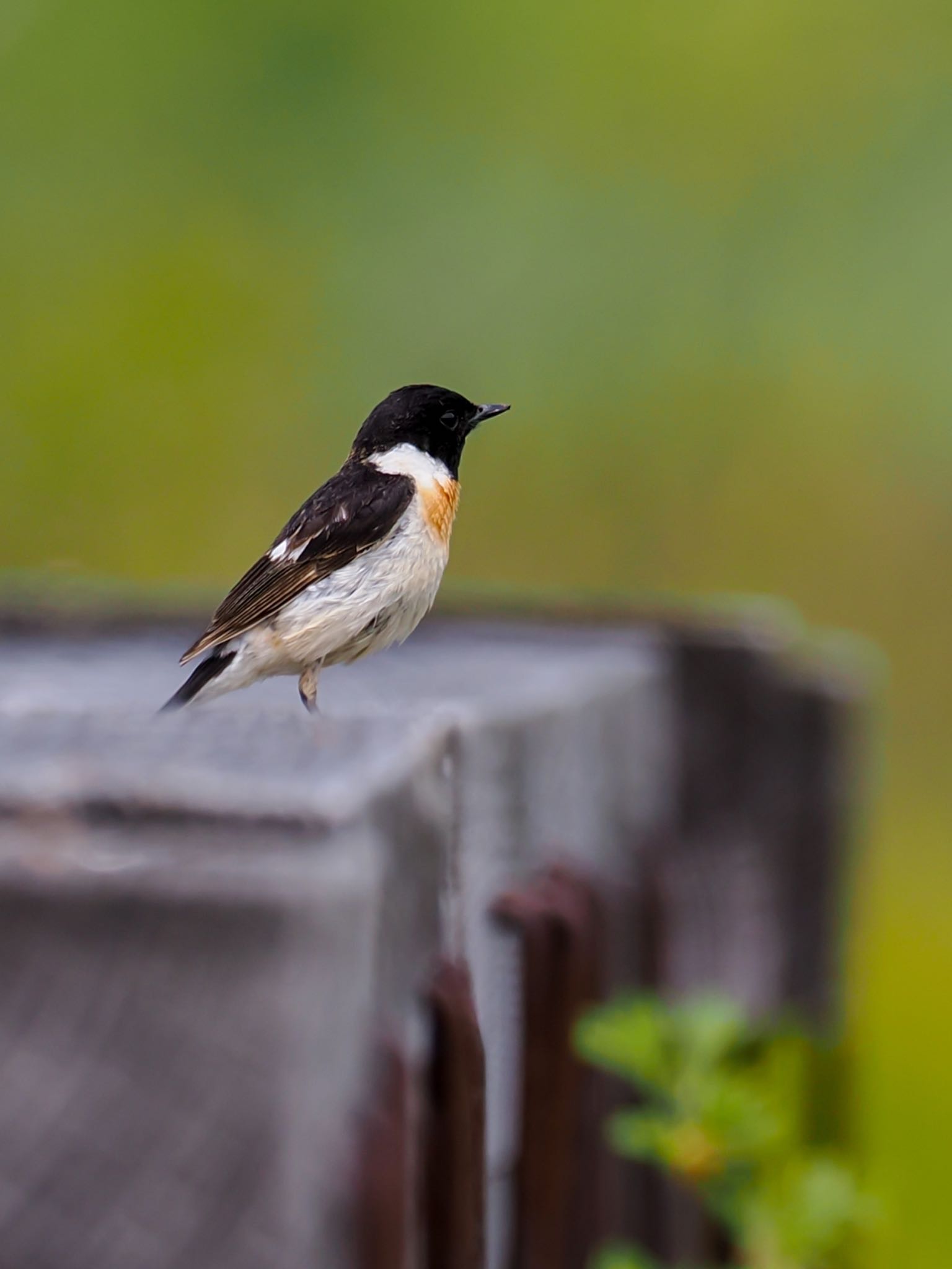 Photo of Amur Stonechat at Ozegahara by daffy@お散歩探鳥＆遠征探鳥♪