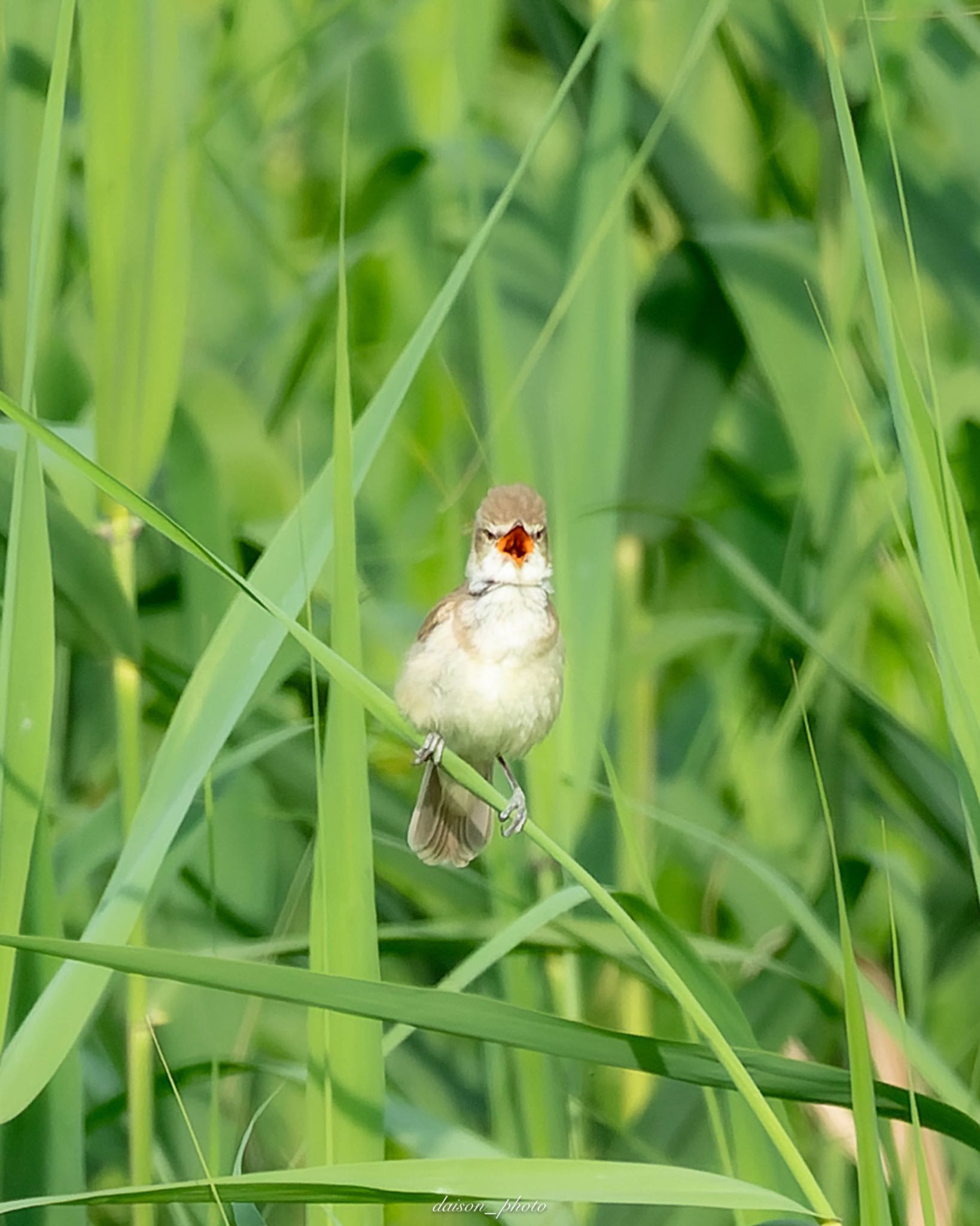 Photo of Oriental Reed Warbler at Watarase Yusuichi (Wetland) by Daison