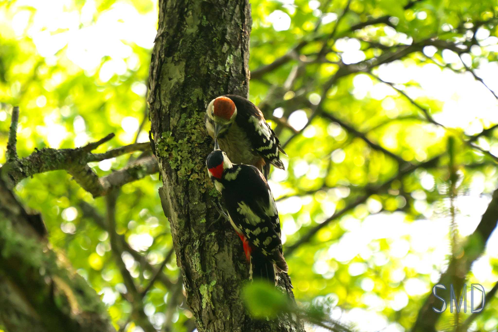 Photo of Great Spotted Woodpecker at Senjogahara Marshland by SMD