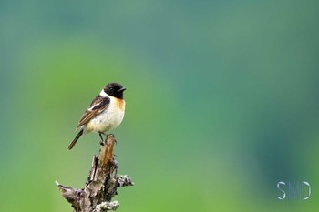 2023年6月19日(月) 戦場ヶ原の野鳥観察記録