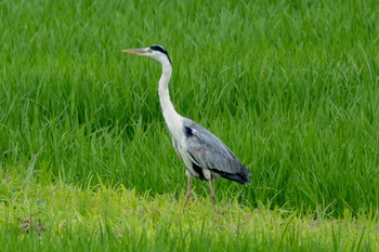 アオサギ 利根川コジュリンこうえん 2023年6月20日(火)