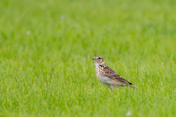 Eurasian Skylark Tonegawa Kojurin Park Tue, 6/20/2023