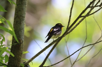 2023年6月20日(火) 野幌森林公園の野鳥観察記録