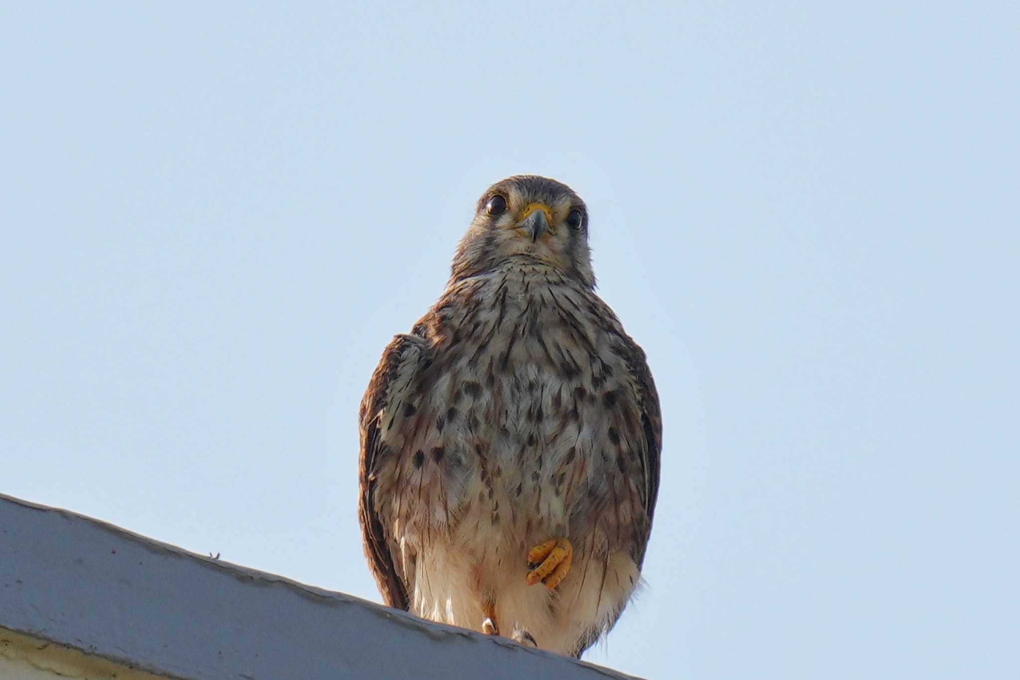 Common Kestrel