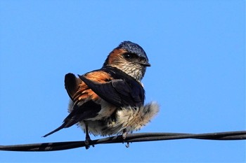 Red-rumped Swallow 愛媛県大三島 Sat, 6/17/2023