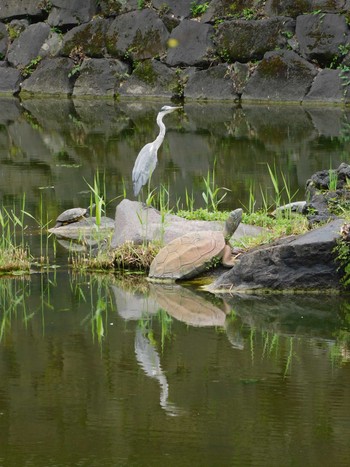 アオサギ 日比谷公園 2023年6月20日(火)