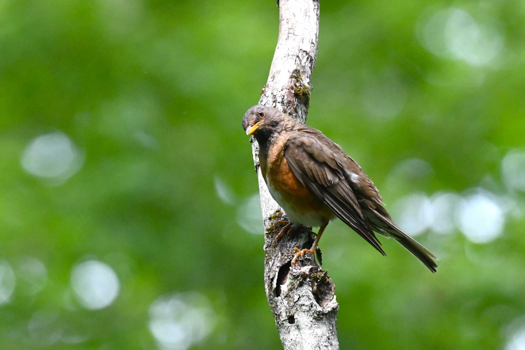 Photo of Brown-headed Thrush at Togakushi Forest Botanical Garden by Semal