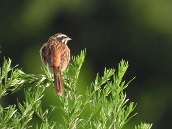 Meadow Bunting 岡山旭川 Tue, 6/20/2023